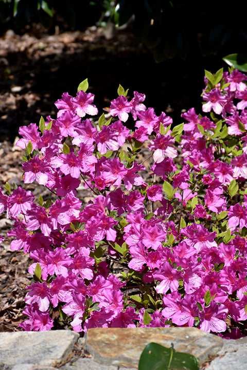 Formosa Azalea