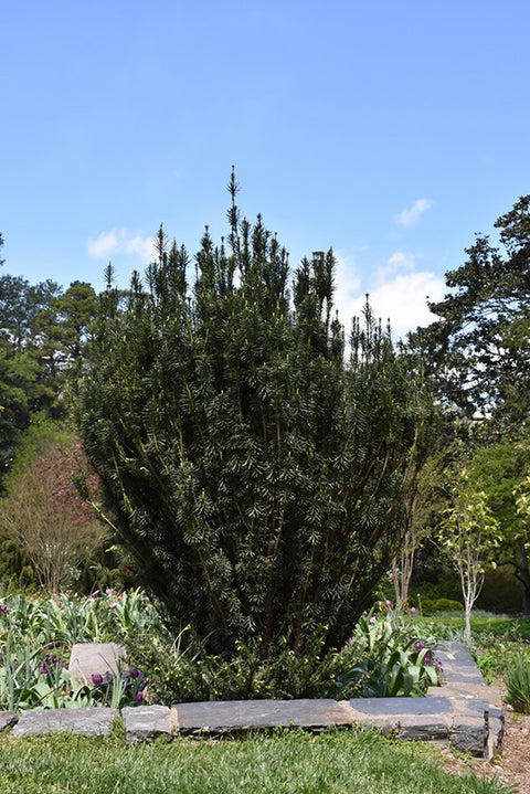 Upright Japanese Plum Yew