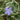 Variegated Periwinkle