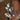 Woodard Rabbiteye Blueberry