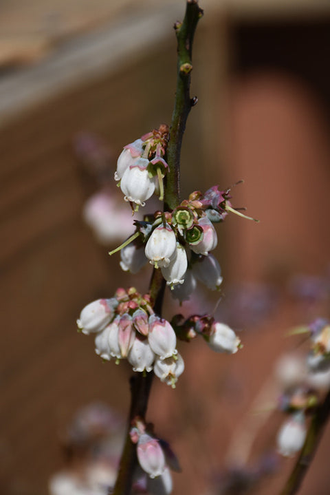 Woodard Rabbiteye Blueberry