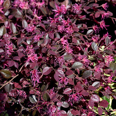Crimson Fire Chinese Loropetalum