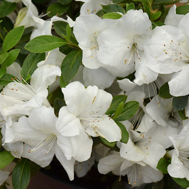 Encore® Autumn Ivory Azalea