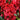 Encore® Autumn Fire Azalea
