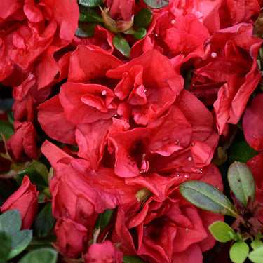 Encore® Autumn Fire Azalea