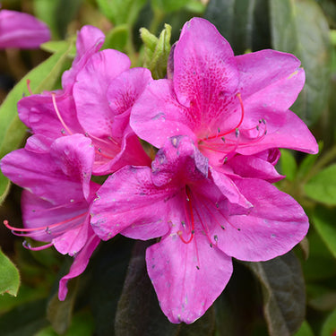 Bloom-A-Thon® Lavender Azalea