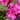 Encore® Autumn Amethyst Azalea