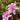 Encore® Autumn Carnation Azalea