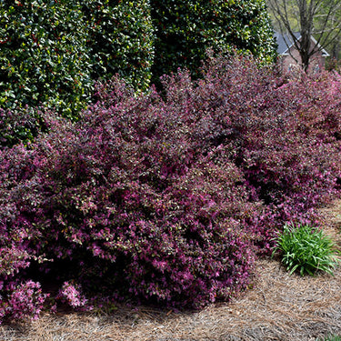 Purple Diamond® Loropetalum