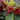 Miss Scarlett® Illicium