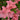 Encore® Autumn Debutante Azalea
