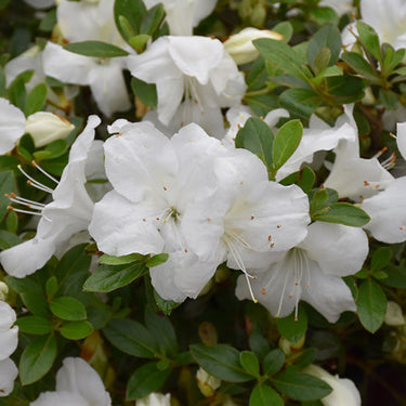 Encore® Autumn Angel Azalea