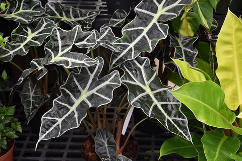 buy elephant ears plant Polly Amazon Elephant's Ear – Pike Nursery