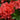 Encore® Autumn Sunset Azalea