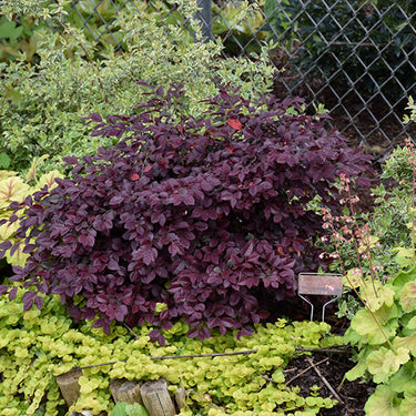 Crimson Fire Chinese Loropetalum