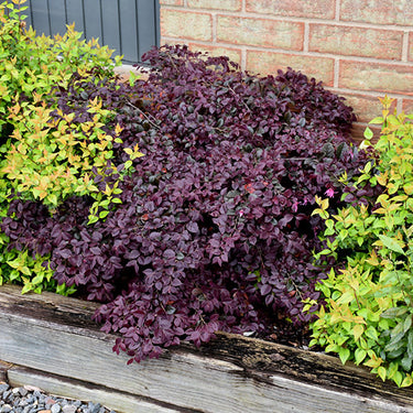 Purple Pixie® Loropetalum
