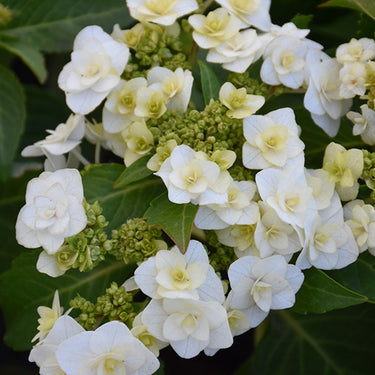 Wedding Gown Hydrangea