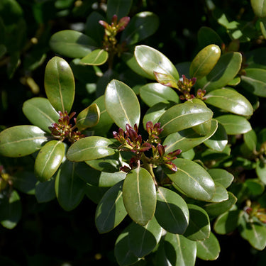 Shamrock Inkberry Holly