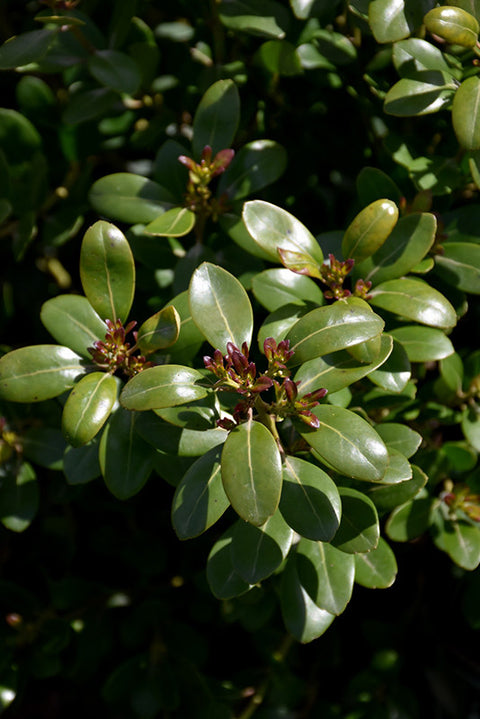 Shamrock Inkberry Holly