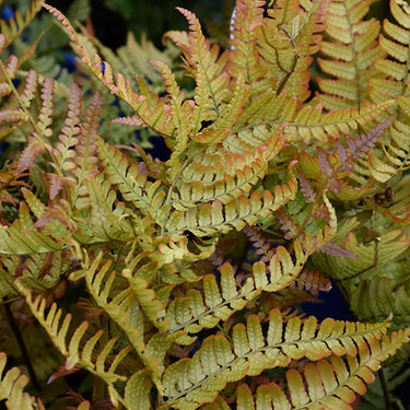 Brilliance Autumn Fern