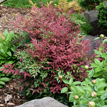 Obsession Nandina