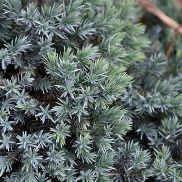 Blue Star Juniper