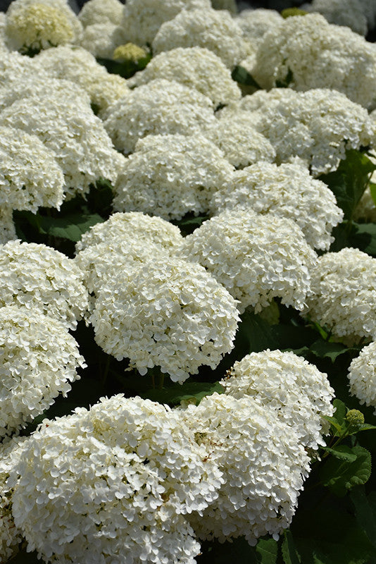 Pike Nursery Incrediball Hydrangea - Thumbnail 2