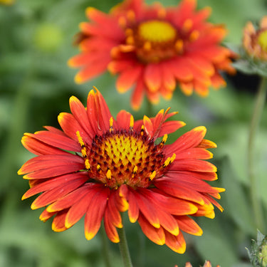 Arizona Red Shades Blanket Flower