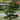 Thunderhead Japanese Black Pine