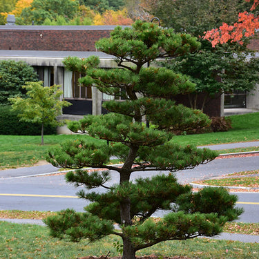 Thunderhead Japanese Black Pine