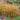 Hameln Dwarf Fountain Grass