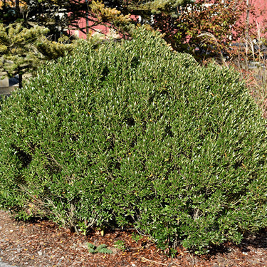 Shamrock Inkberry Holly