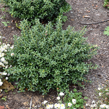 Soft Touch Japanese Holly