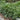 Big Blue Liriope