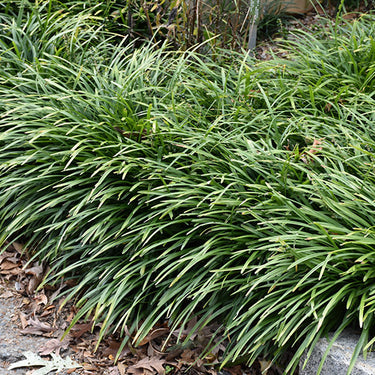 Big Blue Liriope