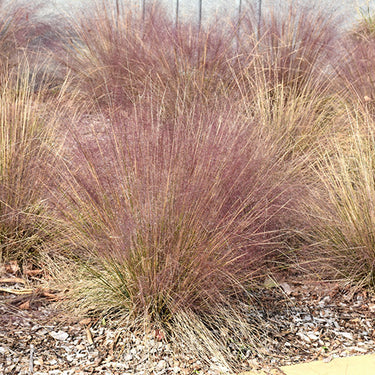 Hairawn Muhly