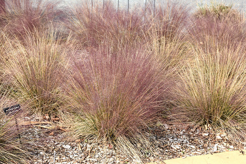 Hairawn Muhly