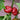 Large Red Cherry Hot Pepper