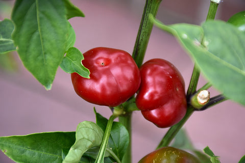 Large Red Cherry Hot Pepper