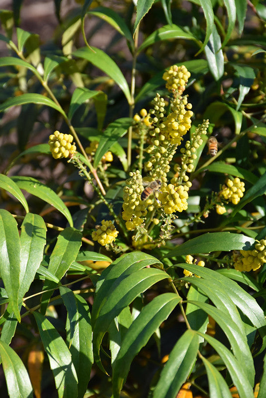 Soft Caress Mahonia