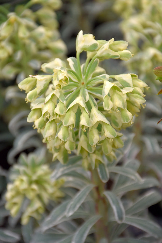 Pike Nursery Euphorbia