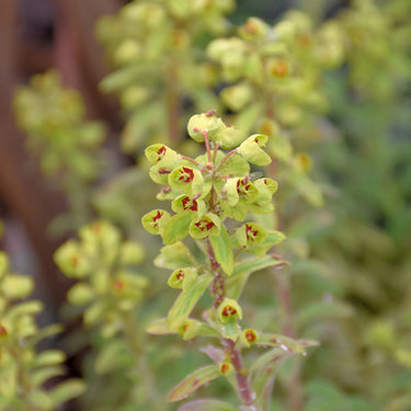 Ascot Rainbow Variegated Spurge