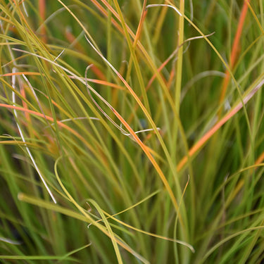 Prairie Fire™ Sedge