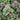 Oregano