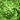 Delta Maidenhair Fern