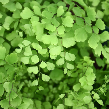 Delta Maidenhair Fern