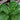 Fiddle Leaf Fig