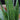 Snake Plant