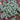 Persian Cyclamen