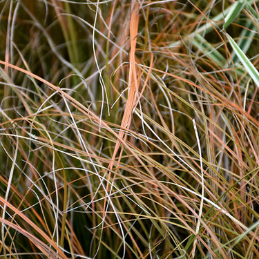 Prairie Fire™ Sedge